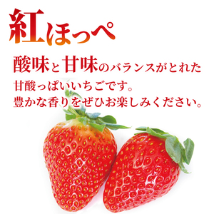いちご 苺 紅ほっぺ 1kg 5月配送 ｲﾁｺﾞｲﾁｺﾞ