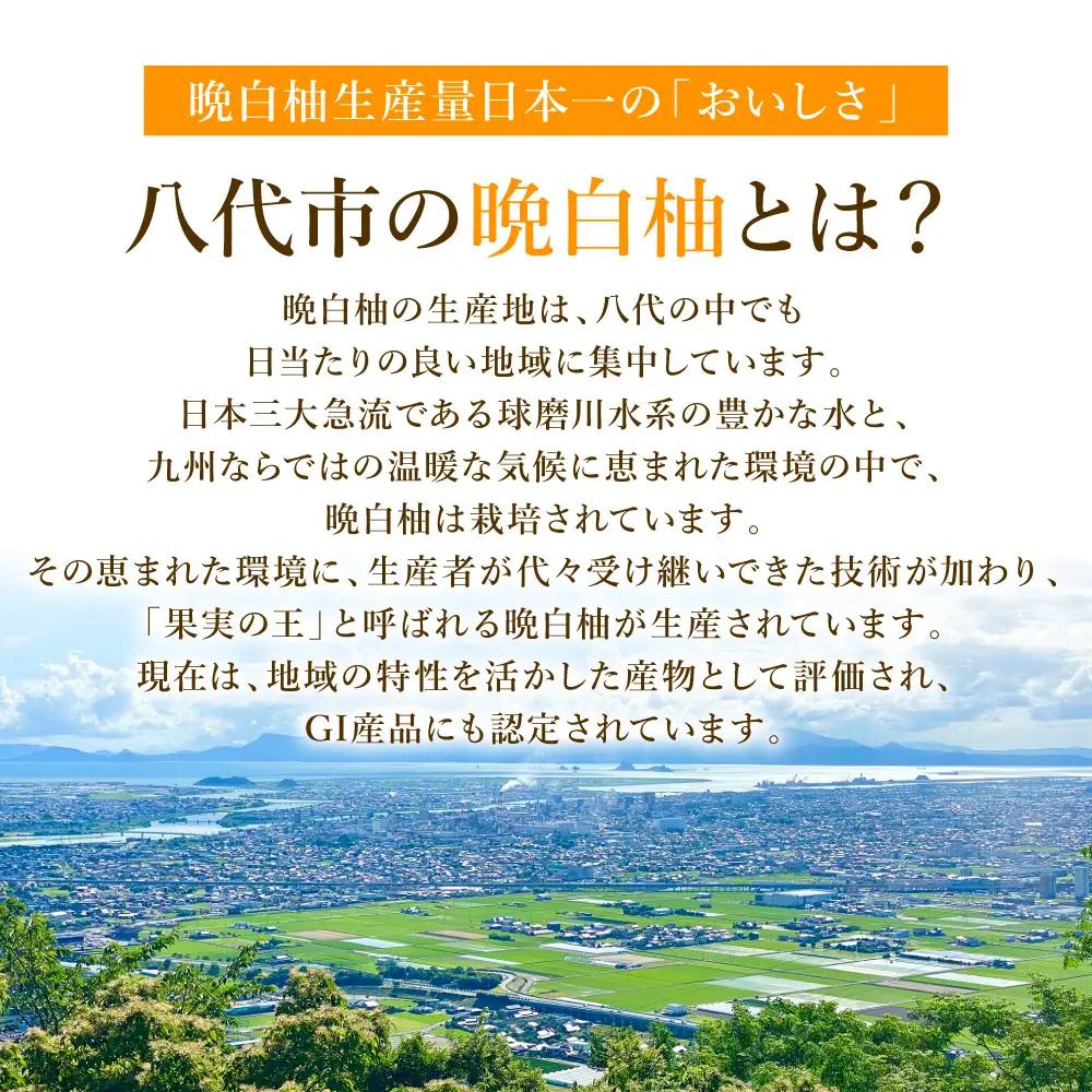 【先行予約】八代特産 晩白柚　秀Lサイズ 2玉 ばんぺいゆ 柑橘 【2026年12月上旬より順次発送】
