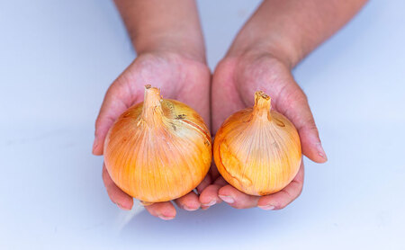 淡路島の玉ねぎ　5kg　中生 玉ねぎ たまねぎ 玉葱 オニオン 野菜 甘み コク 旨み 炒め物 カレー 肉じゃが ステーキ スープ 煮物 ハンバーグ 旬 兵庫県 洲本市 淡路島