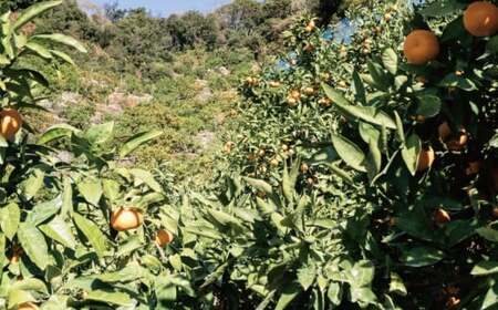 こだわりの和歌山県産 有田みかん 5kg（S～Lサイズ） ひとつひとつ手選別で厳選！生産者から直送 【2025年11月中旬～翌年1月中旬頃に順次発送分】 みかん ミカン 蜜柑 有田みかん 柑橘 果物 