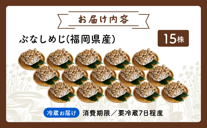 もぎたて新鮮！ぶなしめじ15株セット AT23