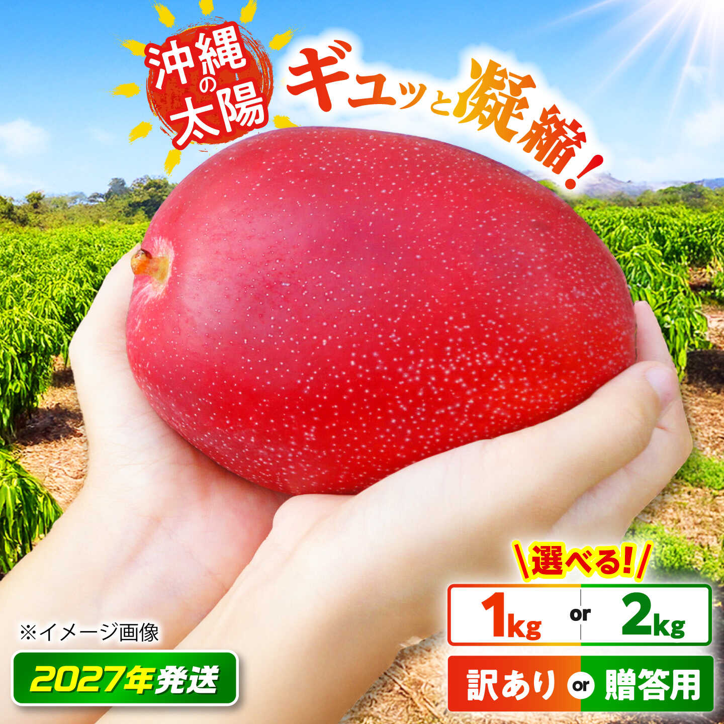 【ふるさと納税】【2027年発送 先行予約】沖縄県産マンゴー 訳あり or 贈答用 / 1kg or 2kg【選べる用途・容量】沖縄市産マンゴー「太陽のめぐみ」 南国フルーツ 産地直送 新鮮 沖縄県産 ギフト 沖縄市 / 比嘉マンゴー園 [BCEW001]