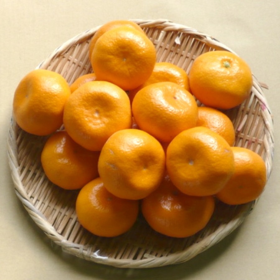 ＜大塚園＞青島みかん5kg
