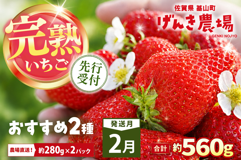 【2027年2月発送】【先行予約】【農場直送！】いちご2品種食べ比べ(約280g×2P)【ふるさと納税 佐賀県 基山町産 げんき農場 苺 ブランド苺 イチゴ いちご フルーツ 果物 くだもの 美味しい