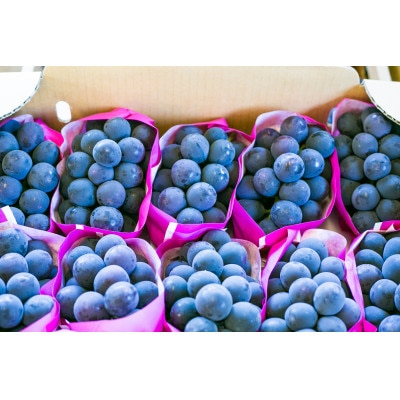  銀河農園まきおか 巨峰 約1.5kg (3～4房)【配送不可地域：離島】