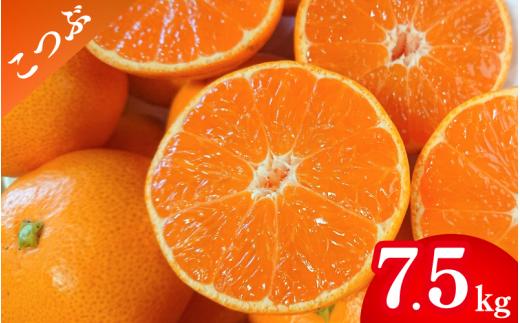 【先行予約】薄皮で濃い甘さ！完熟由良みかん【こつぶ】7.5kg×1箱（2Sサイズ）和歌山県由良産※2025年11月下旬頃から順次発送予定(お届け日指定不可) / 柑橘 ミカン 蜜柑 甘い 由良町 フルーツ 果物 くだもの 食品 人気 おすすめ 産地直送 由良町【ktym006】