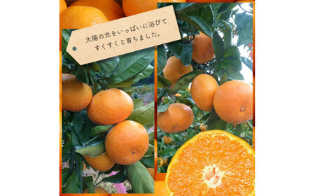 たまな産　温州みかん 6kg