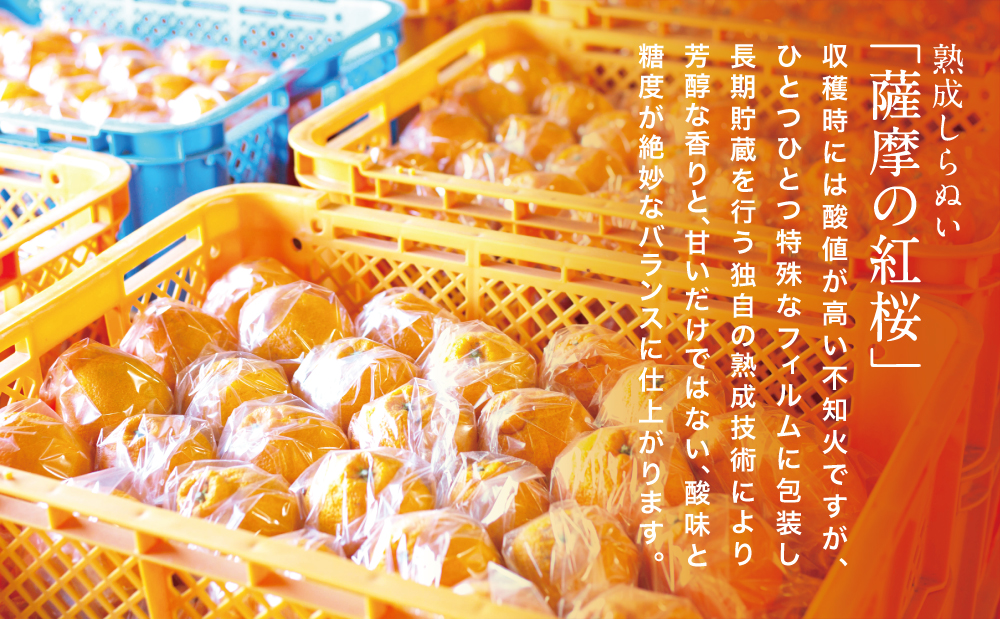 【至高の熟成柑橘】「薩摩の紅桜（不知火）」3Lサイズ12玉 ［数量・期間 限定 ］ 熟成 柑橘 みかん 長期貯蔵 しらぬい 不知火 先行予約 先行受付 国産 果実 果物 くだもの フルーツ 果肉 果汁
