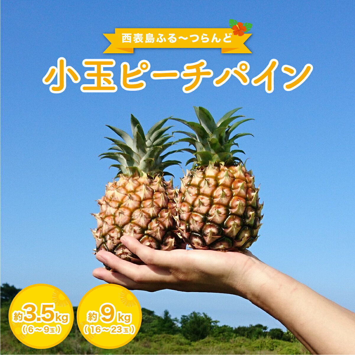 【ふるさと納税】小玉 ピーチパイン 約3.5kg〜約9kg 6〜23玉 《2026年先行予約》★西表島ふる〜つらんど★美味しさギュッと！【2026年 先行予約 南国 パイナップル 果物 フルーツ パイン 竹富町】　お届け：2026年4月下旬～7月上旬（収穫でき次第順次発送）