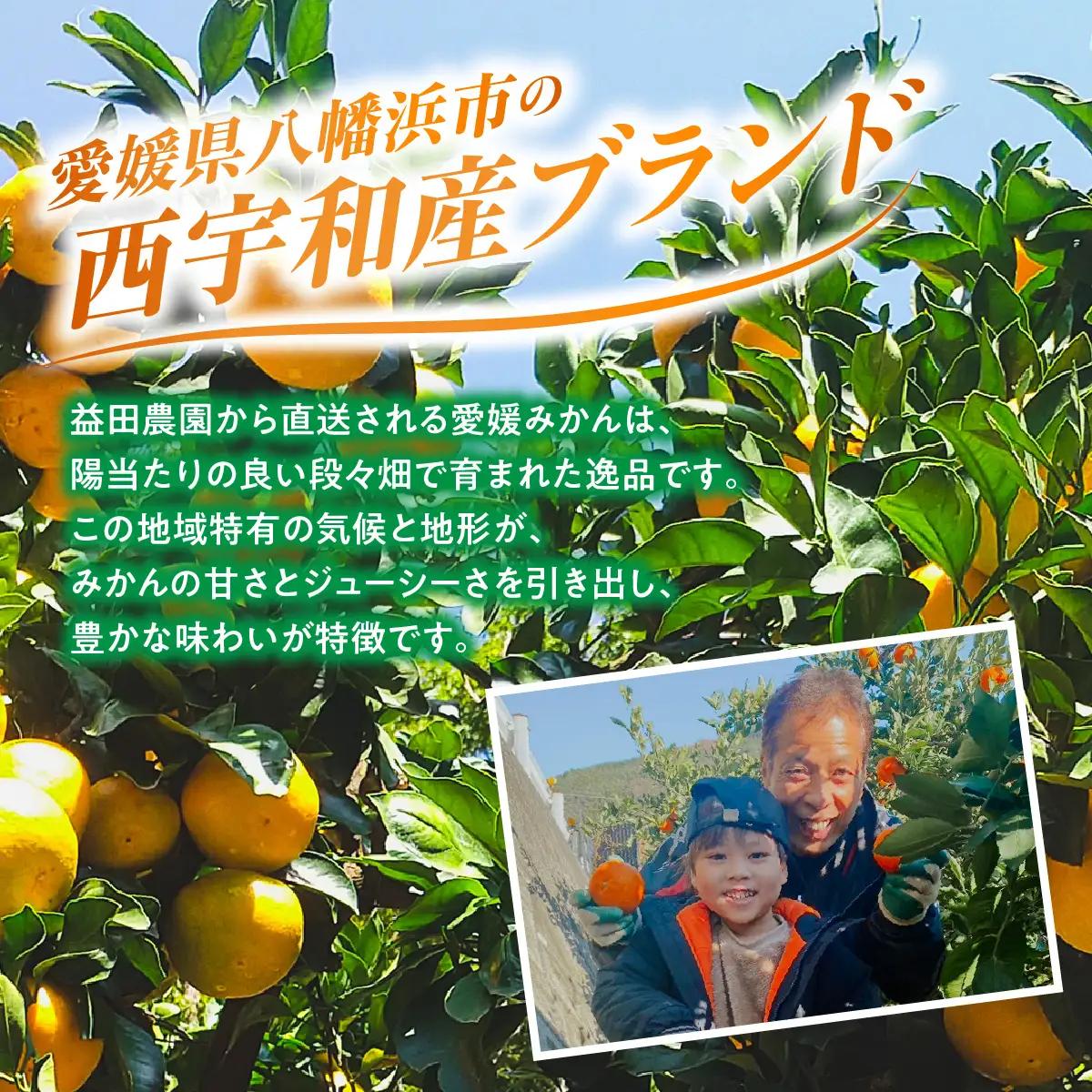 【先行受付】西宇和益田農園直送 愛媛みかん 3.3kg《訳あり》甘さと酸味の濃厚な味【103-1】　YWTBZ001