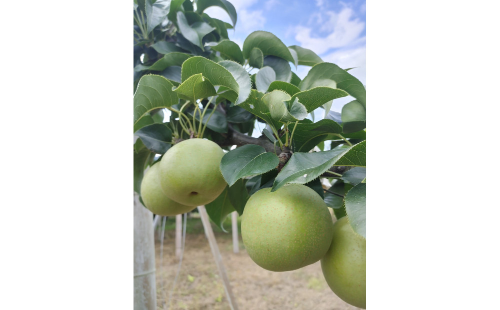 三ツ田農園 二十世紀梨 (赤秀)3kg【8月下旬以降お届け】