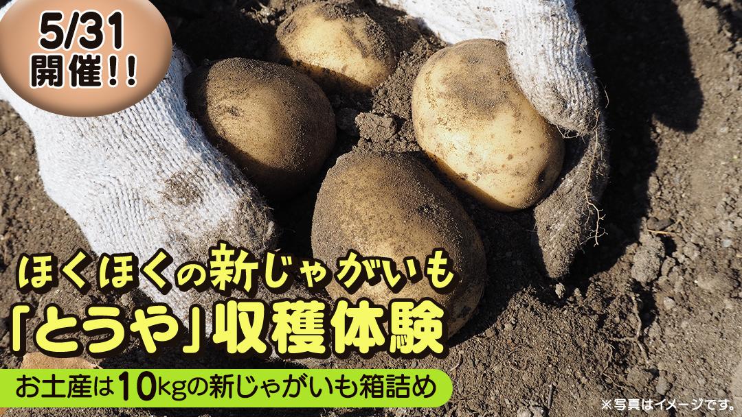 じゃがいも 「 とうや 」 収穫体験 (5/31（日）開催) ジャガイモ 芋 収穫体験チケット 収穫 収穫体験 体験 チケット 観光 旅行 自然 農業体験 お土産 持ち帰り