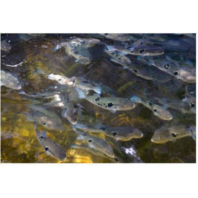 ふるさと納税 南島原市 とらふぐのてっさ(小皿)30g×10皿 |  | 03