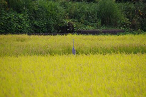 【令和7年産新米】コシヒカリ　5kg【新米 安心 美味しい お米 おにぎり 茨城県 北茨城市】(BD102)