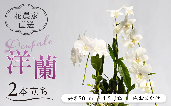 【 30セット 限定 】 デンファレ （ 洋蘭 ） 2本 立ち糸島市 / 和饗エコファーム株式会社蘭 洋蘭 デンファレ 花 インテリア お祝い 贈り物 [AVI005]