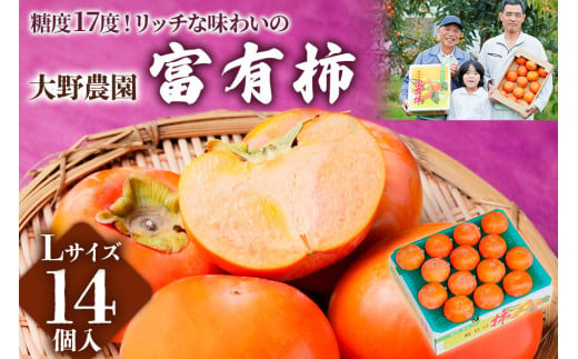 【令和7年産】先行予約 [柿の王様] 大野農園の 富有柿 Lサイズ ( 14個 入) 2025年11月中旬～12月中旬発送予定 [0604] [mt097]｜かき 富有柿 ふゆうがき フルーツ 岐阜県 本巣市 くだもの 果物 甘い 糖度 高い