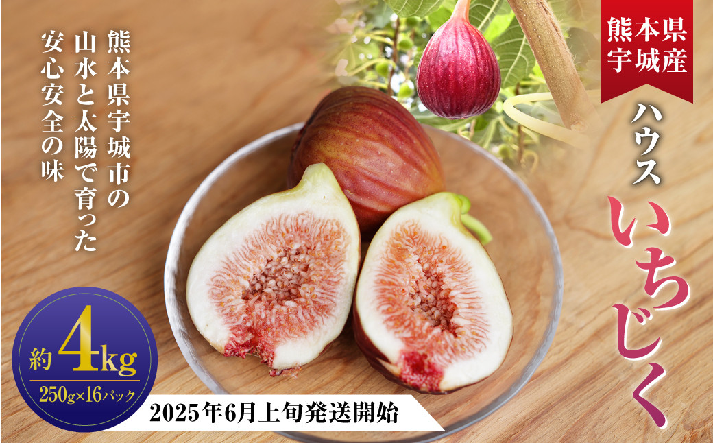 
ハウスイチジク 約4kg （約250g×16パック）【2025年6月上旬発送開始】 果物 フルーツ いちじく イチジク 旬 旬の果物 旬のフルーツ 熊本県 合同会社宝ファーム
