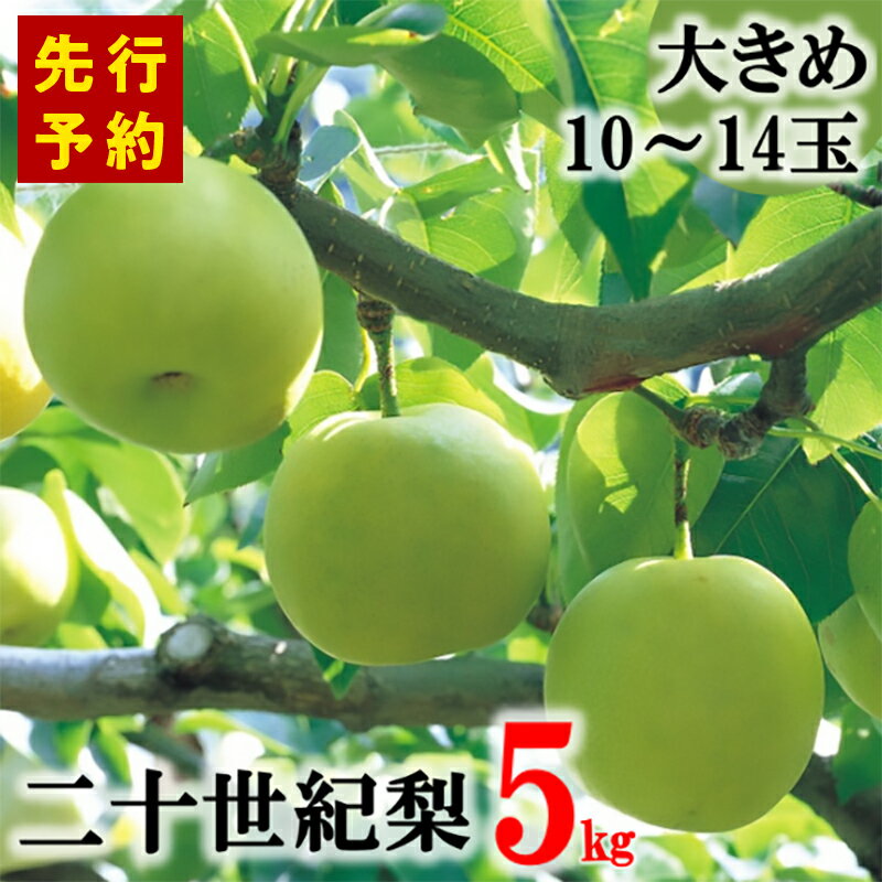 【ふるさと納税】【先行予約】香住産 二十世紀梨 5kg 大きめサイズ（1玉350g～500gを10～14玉）【9月10日まで】 20世紀 梨 兵庫県香美町で育つ「香住梨」 一つひとつの糖度を計測して出荷 香住梨 甘い フルーツ くだもの 二十世紀なし ナシ 果物 和梨 香住梨 梨 送料無料