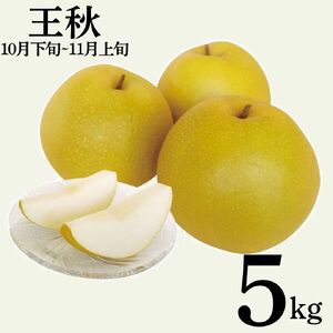 【2026年先行受付】梨 王秋 おうしゅう 5kg 鳥取県産  | 12MS