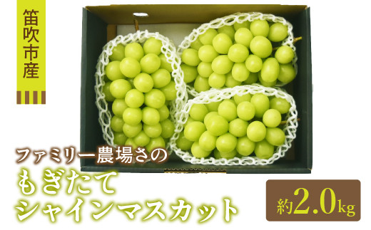 【2026年発送★先行予約】【ファミリー農場さの】もぎたてシャインマスカット2kg 157-021
