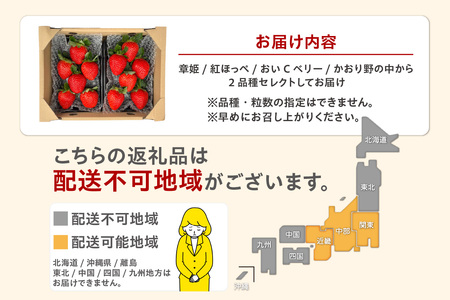 ★先行予約★【期間限定】いちご 2品種 食べ比べセット 苺 イチゴ あきひめ 紅ほっぺ おいCベリー かおり野 フルーツ ビタミン 愛知県 知多市
