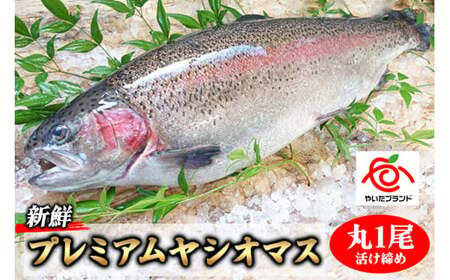 栃木県のブランド魚「プレミアムヤシオマス」丸1尾 新鮮 活け締め｜鮮魚 鱒 国産 産地直送  