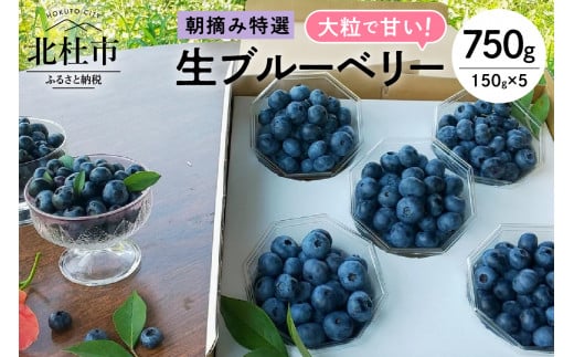 【2025年先行予約】大粒で甘い！生ブルーベリー5パックセット 【2025年先行予約】ブルーベリー 生 3種類以上 完熟 大粒 朝摘み フルーツ 果物 特選 150g×5パック 甘い 品種 食べ比べ