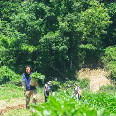 ふるさと納税 能勢町 【発送月固定定期便】『大阪能勢産』べじたぶるぱーくの新鮮野菜詰合せ　Mセット7〜8種類　偶数月全6回 |  | 01
