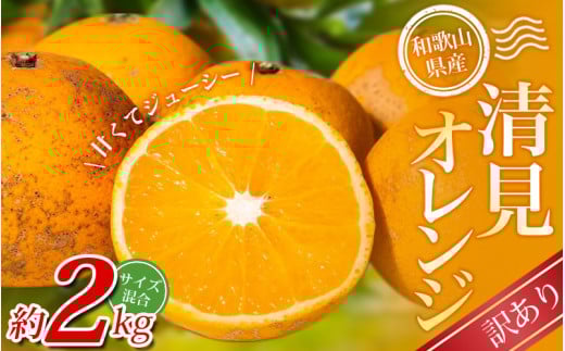 【訳あり】 森本農園の手選別 清見オレンジ 約2kg 和歌山県産 サイズ混合 ※2026年2月上旬～5月中旬頃順次発送 / 清見 きよみ オレンジ 柑橘 期間限定 由良町 果物 フルーツ 和歌山県【mrmt023A】