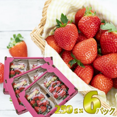 先行予約!2026年2月より順次発送 いちご 恋のぞみ約1.5kg(250g×6P)【JA熊本うき】【配送不可地域：離島】【1659531】