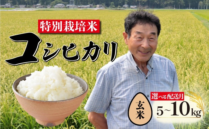 
            【先行予約 玄米】特別栽培米 コシヒカリ 玄米 選べる容量 ＆ 配送月 5kg 10kg 新潟 米 新潟県 こめ ご飯 ごはん おいしい こしひかり 新発田 新発田産 新潟産 朝食 昼食 夕飯 炊きたて 精米 success005P
          