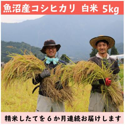 ふるさと納税 南魚沼市 【毎月定期便】南魚沼産コシヒカリ 白米 5kg【栽培期間中農薬を減らして作ったお米】全6回