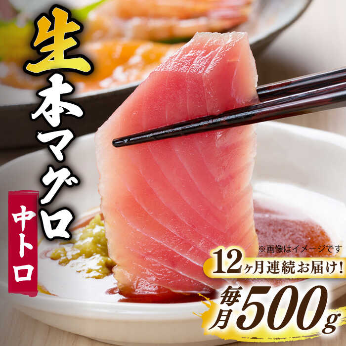 【ふるさと納税】【全12回定期便】【ながさき水産業大賞受賞！！】 五島列島産 養殖 生本かみまぐろ 中トロ ブロック 500g【カミティバリュー】 [RBP066]