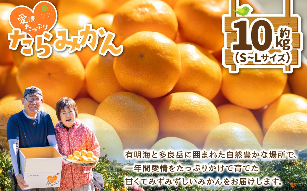 
                  N199x1 愛情たっぷりたらみかん 10kg　みかん ミカン 蜜柑 たらみかん 温州みかん 完熟みかん 甘熟 柑橘 有機栽培 国産 佐賀県産 太良町 こだわり 贈答品 産地直送 詰め合わせ 極甘 小玉 【2026年11月上旬-12月下旬発送予定】
                