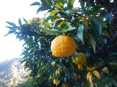 南信州天龍村 ゆずとハチミツ [希釈用ジュース／ご家庭用パウチパック] | ゆず 柚子 はちみつ ゆず 蜂蜜 ゆず ハチミツ ゆず 飲料 ゆず ジュース ゆず 加工食品 ゆず 天龍村 ゆず 南信州 ゆ