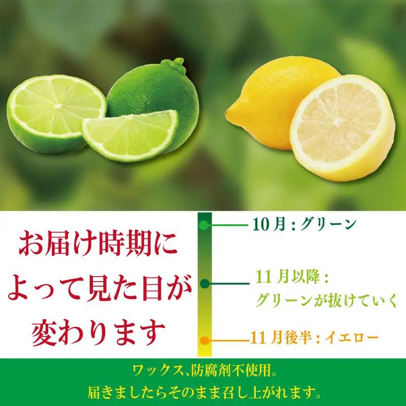 【2026年10月順次発送】 レモン 1.2kg (10or12個) れもん 檸檬 柑橘 フルーツ 