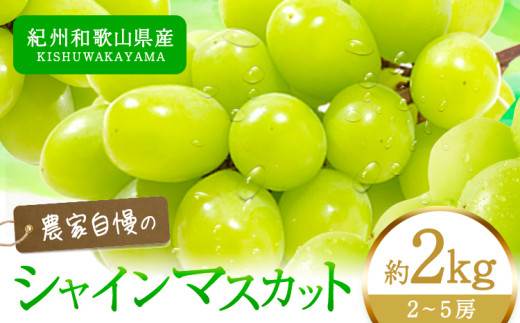 【先行予約】紀州和歌山産 シャインマスカット  約2kg 魚鶴商店《8月下旬-9月上旬出荷》マスカット 和歌山県 日高川町 贈り物 ギフト ぶどう シャインマスカット