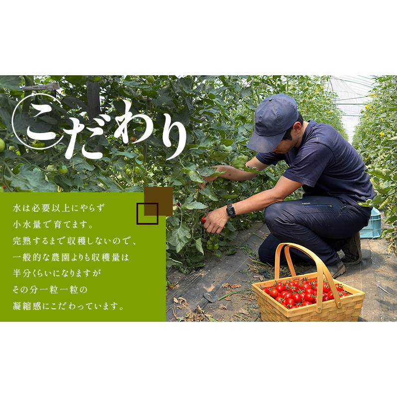 訳あり 北海道 完熟 新鮮 ミニトマト フラノルージュ 2kg 上富良野 自宅用 野菜 産地直送