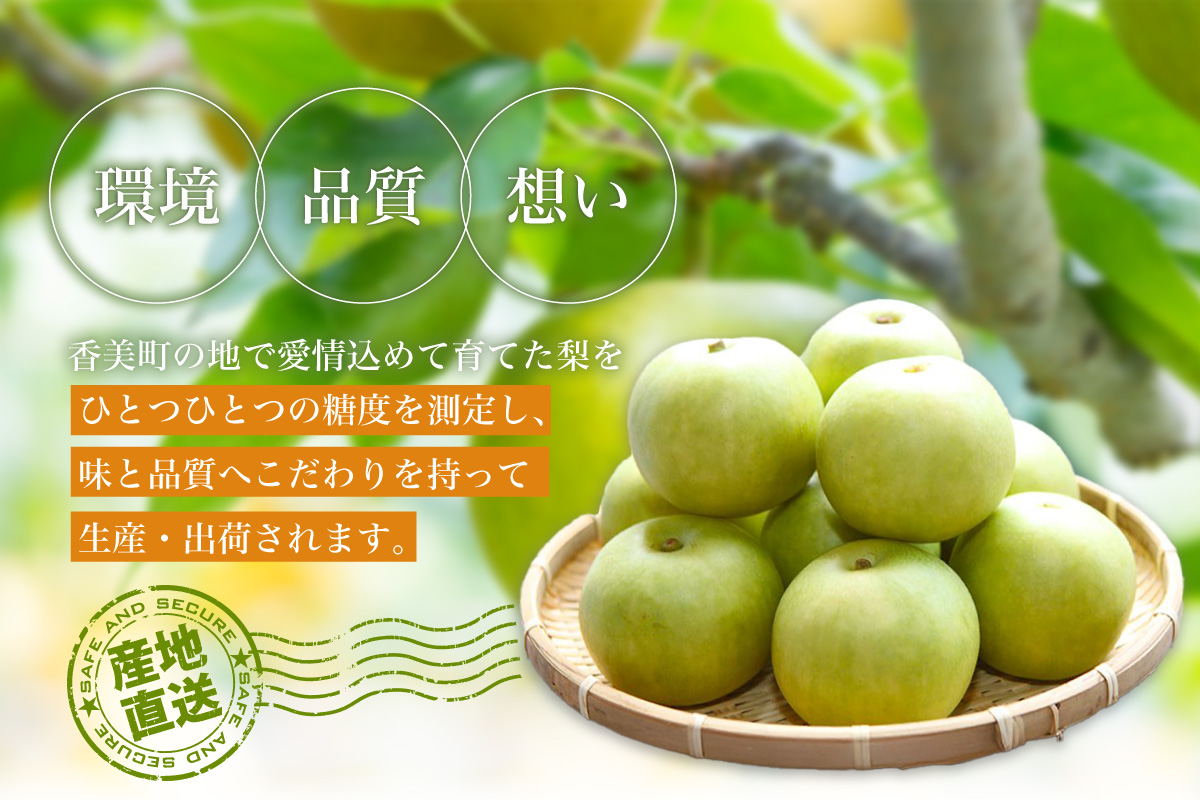 《2026年産 先行予約》 梨 二十世紀梨 香住梨 3kg ご自宅用 優品（Bランク）L～5Lサイズ混合6～10玉 【令和8年8月下旬以降発送予定】 20世紀梨 青梨 和梨  76-03