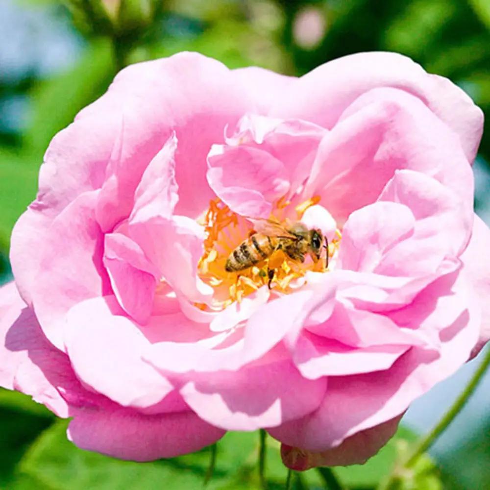 秋田薔薇園産 純粋ローズウォーター 100ml×3本 ローズメイ