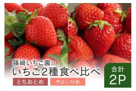 【2026年先行予約】とちおとめ1P＆やよいひめ1P 期間限定 数量限定 甘い 大きい イチゴ 春 苺 旬 フルーツ 果物 デザート ギフト 贈答用 国産 採れたて 新鮮 いちご 産地直送 茨城県 石岡市 (A32-009)