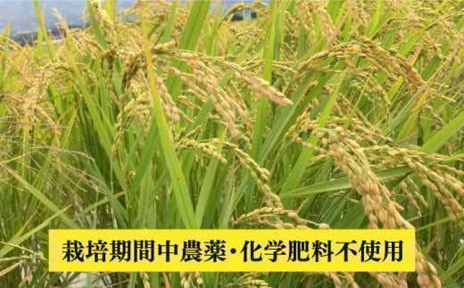 【令和5年産】伊都の米 （ ヒノヒカリ ） 2kg 糸島市 / 伊都福祉サービス協会 [APL001] 米 白米 玄米
