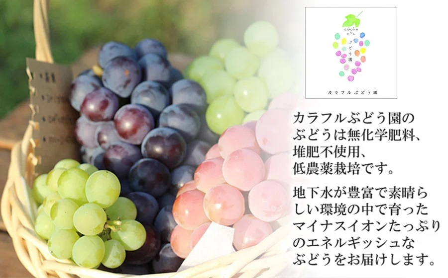 【令和7年産先行予約】最高級ぶどう ギフトボックス【大】36粒入 高級3品種 詰合せ（手詰め）　カラフルぶどう園