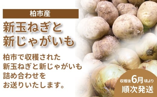 柏市産 新玉ねぎ（約5kg）と新じゃがいも（約5kg）詰め合わせ 〈先行予約 2026年6月順次発送〉 〈 たまねぎ じゃがいも 新玉ねぎ 新じゃが 野菜 詰め合わせ 10kg ジャガイモ 新玉 新じゃがいも ポテト サラダ カレー 旬 国産 産地直送 千葉県産 おいしい おすすめ 大量 夏野菜 予約 〉