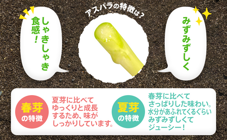 アスパラガス 夏芽 LM 1.2kg【6月から9月お届け】BT07