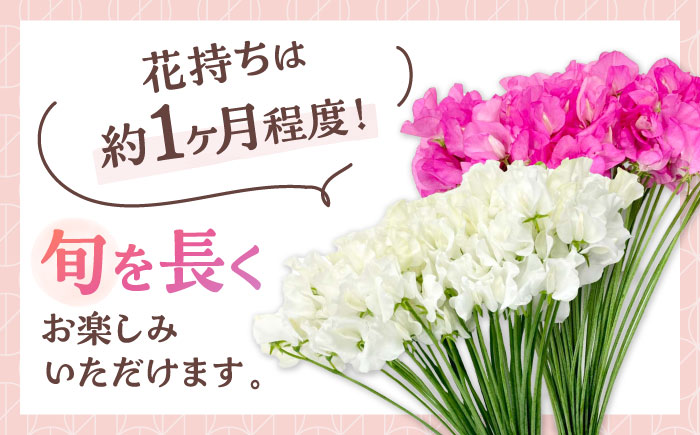 【R7年度12月以降発送】【生産農家直送！】スイートピー 花束 100本（ピンク＆ホワイト）【木下農園】生花 [IBW005]