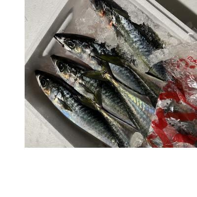 ふるさと納税 長崎市 長崎産さばみりん干し(約1.4kg) |  | 01