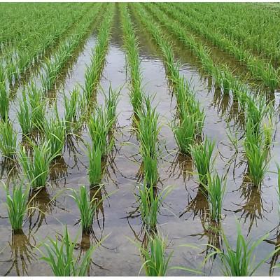 ふるさと納税 由利本荘市 令和7年産ササニシキ 玄米5kg(5kg×1袋)<栽培期間中節減対象農薬:当地比5割減>真空パック |  | 02