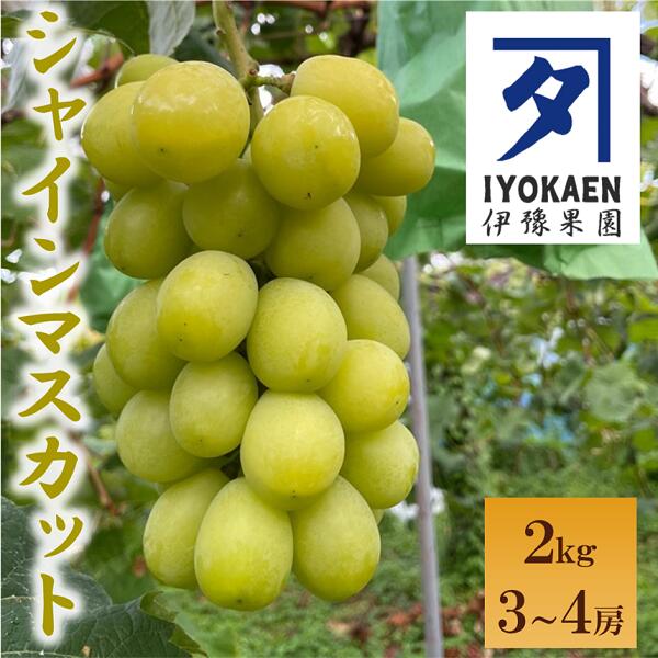 【ふるさと納税】シャインマスカット 約2kg 【2026年先行予約・2026年9月から順次発送予定】 ぶどう 葡萄 果物 愛媛 人気 伊豫果園 伊予市｜C108