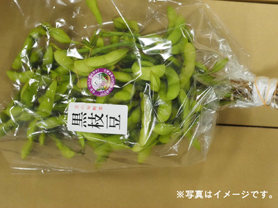 【期間限定】 京都府産 枝付き 黒枝豆 1kg （約500g×2束） 枝豆 えだまめ 京都 おつまみ ビール 夏野菜 夏 サラダ 天ぷら 大豆 旬 黒豆